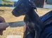 Beautiful Lurcher Pups