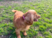 Cocker spaniel female for retirement home