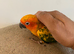 Super tame sun conure baby