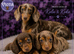 Stunning kc reg miniature dachshund girl koko