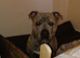 Blue cane corso x Staffie