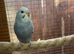 Aviary bred baby budgies