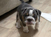 Olde English bulldog puppies