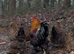 Brahma Hatching Eggs &ndash; Large Fowl Chicken &ndash; Big Strong Birds &ndash; Quality Stoc