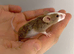 Female mice