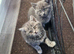 British short haired cross kittens for sale