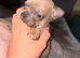 Chuiahahaha puppies