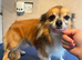 Gold long coat chihuahua for stud only