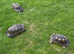 Adult male Marginated Tortoise x3