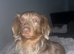 Dapple longhaired male