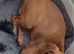 Male dachshund