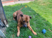 staffy for sale
