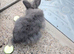 Lion head rabbit