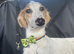 Saluki x Greyhound for Adoption