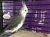 6 year s old white face male