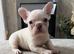 Beautiful frenchbulldogs