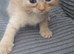 7 health gorgeous bsh Cross kittens ready 29th August