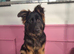 German Shepherd- Stormi