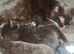 3 beautiful female kittens