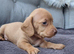 Chocolate Long haired and cream smooth haired Dachshund puppies