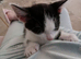 Kitten for sale