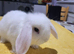 Beautiful Mini lop looking good a home