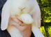 Ready to leave French lop babies for sale