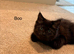 Boo – Rare Female Maine Coon x British Shorthair with Inhibitor Gene