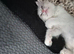 REDUCED Gorgeous pure Ragdoll