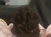 READY NOW! F1B Bordoodles (toy poodle)