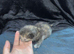Kittens 3 left