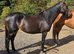 15.3 Bay tb mare 4 yrs