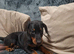 Doberman pups Female last 2 Ready now