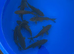 10 dark goldfish