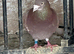 Stock birds