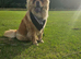 Chow chow