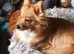 Adorable fluffy pomchi puppies for sale