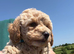 Toy Poochon Puppies (Poochon x Toy Poodle