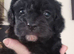 F1 Cavapoo puppies