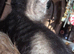 1 boy Melanistic Savannah kitten £200
