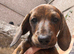 READY NOW jeatifil red brindle miniature dachshund boy