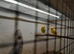 Indian ringnecks for sale