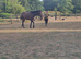 14.3/15hh thoroughbred gelding