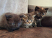 Persian Cross Kittens for Sale