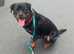 Max, pedigree 2 year old Rottweiler