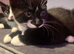 4 British short hair cross kittens