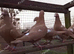 MULEMANS RARE COLOUR RACING PIGEONS