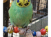 1 male 8.5 week old budgie £45