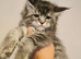 tica registered females mainecoon shaded line