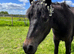 FOR PERMANENT COMPANION LOAN mare 12hh